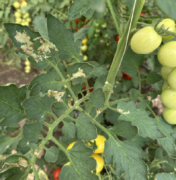 abbattimento Tuta Absoluta con Insectiblock